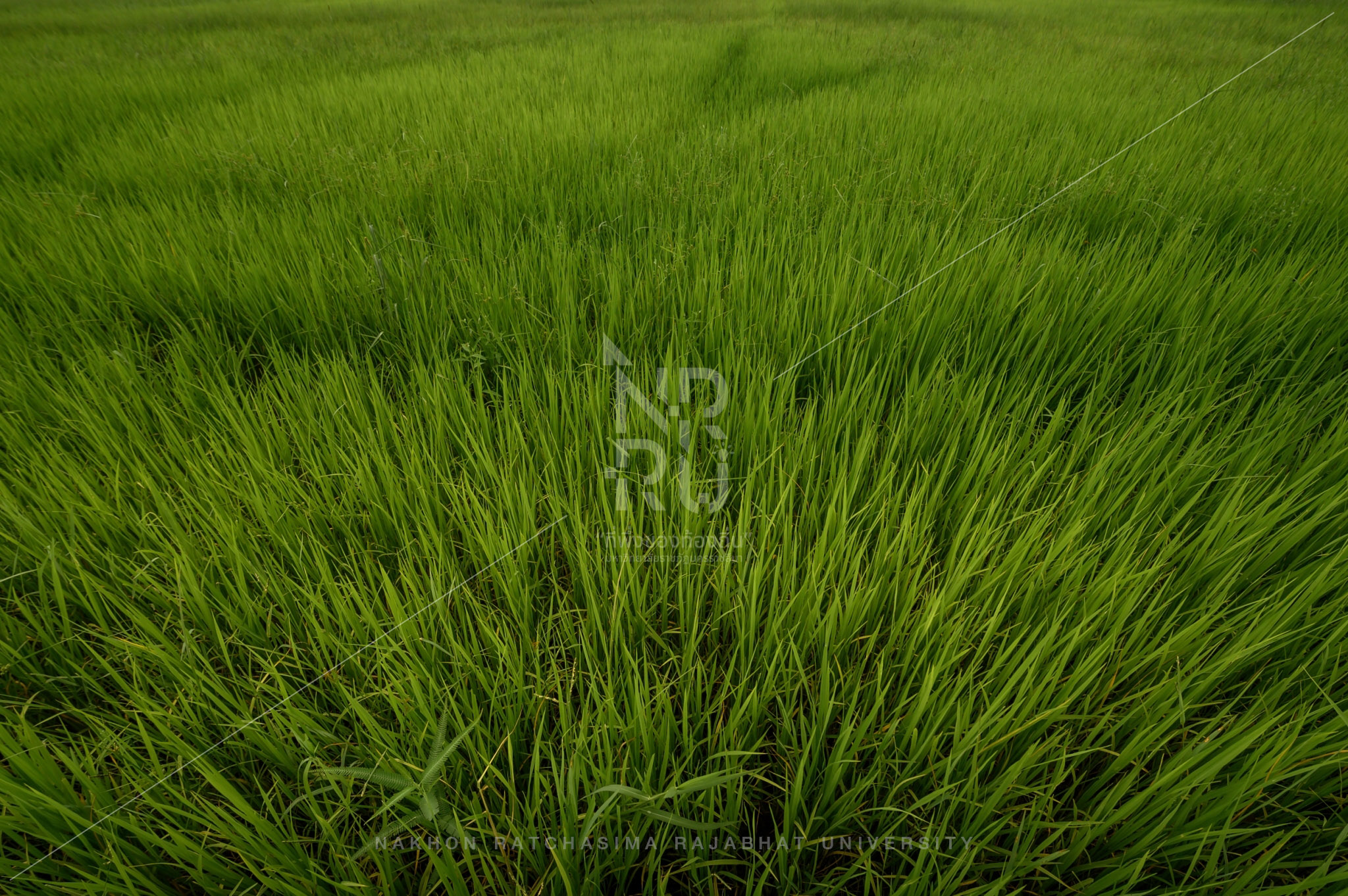 Rice Field in Talat Sub-District (12)